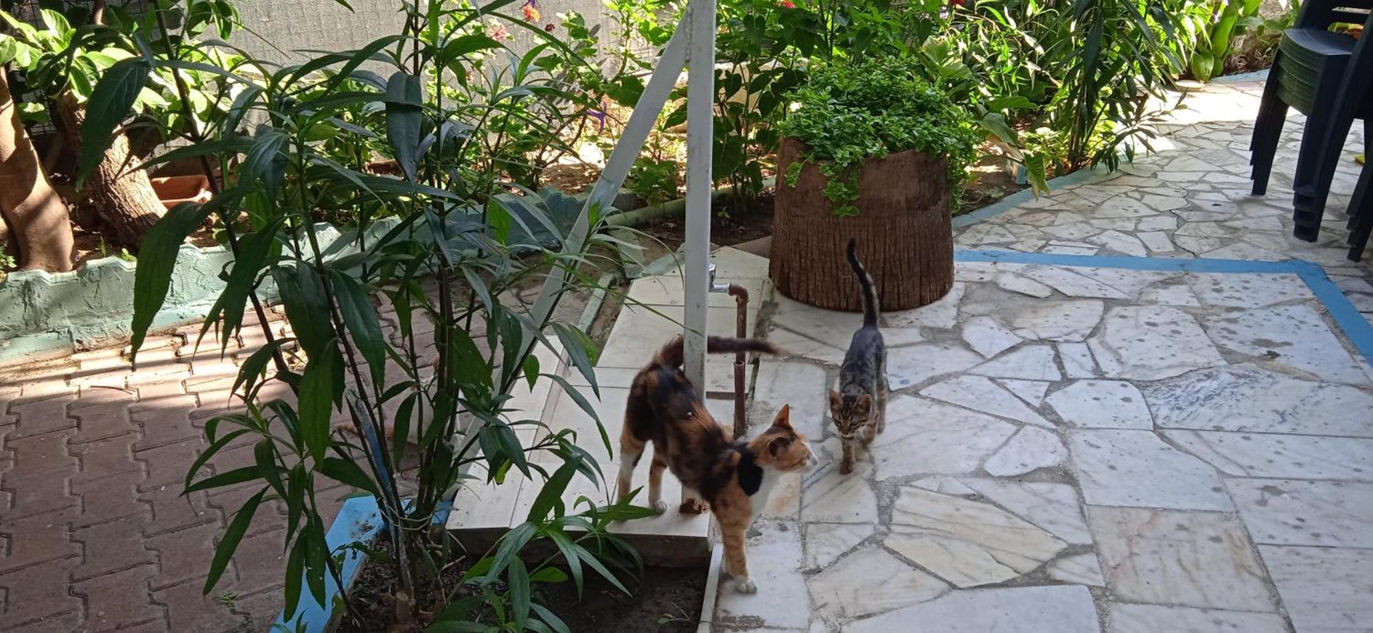 Samos Apart Pension Guzelcamli Bagian luar foto