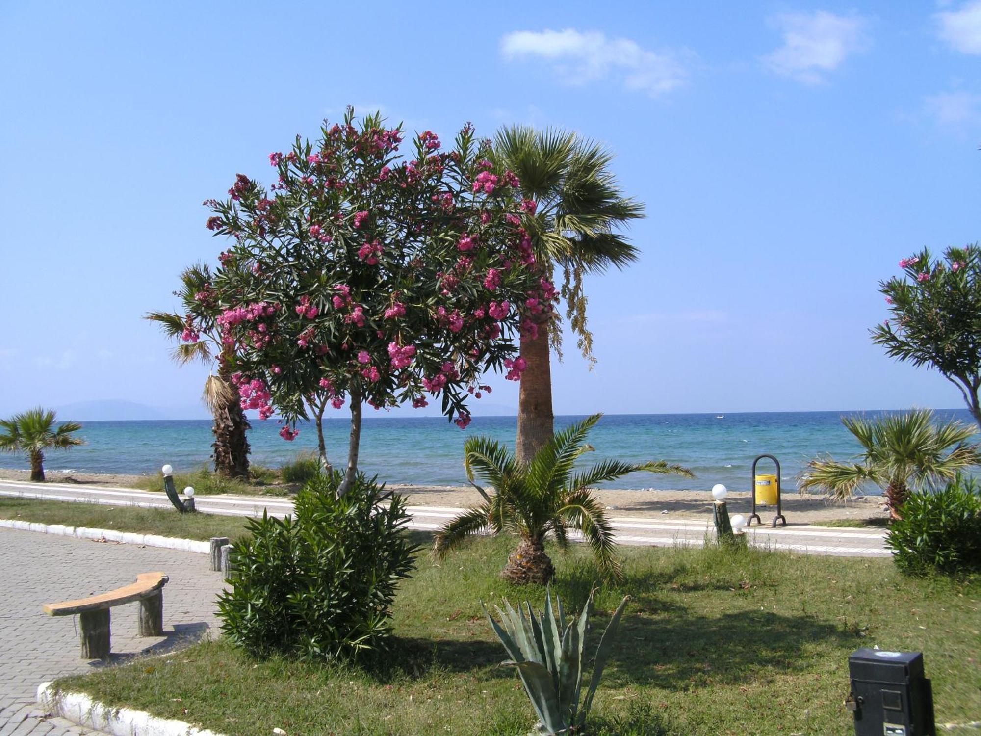Samos Apart Pension Guzelcamli Bagian luar foto