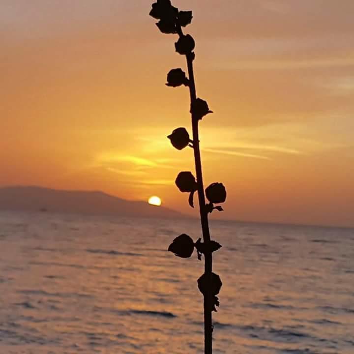 Samos Apart Pension Guzelcamli Bagian luar foto